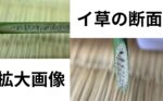 藺草の断面の拡大画像
