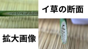 藺草の断面の拡大画像