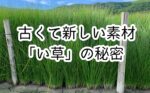 古くて新しい素材 「い草」の秘密